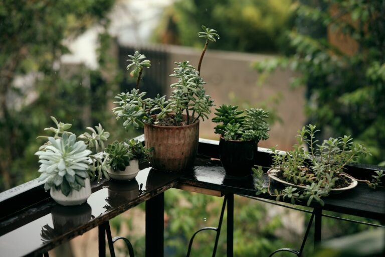 Herb pots balcony