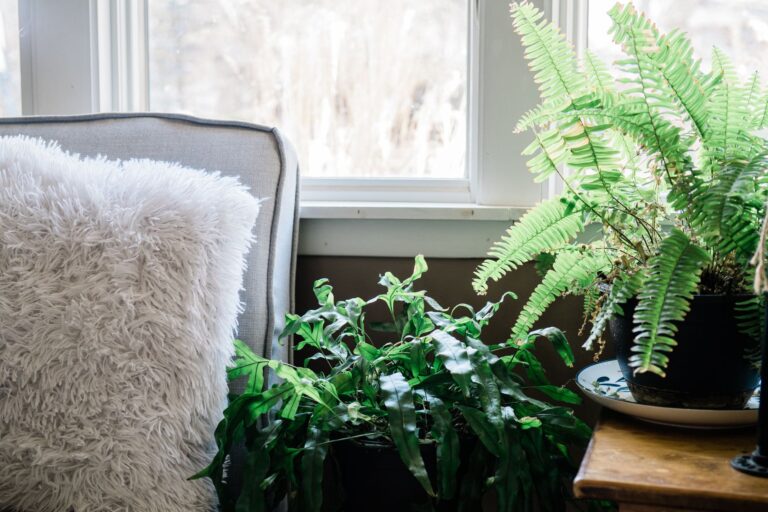 Indoor houseplants window