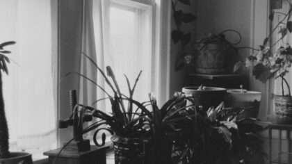 Simple ways to keep houseplants alive when you are busy