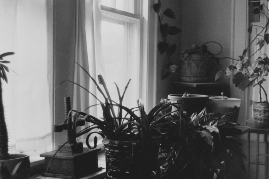 Indoor houseplants window