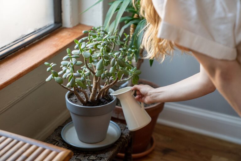 Self watering plant