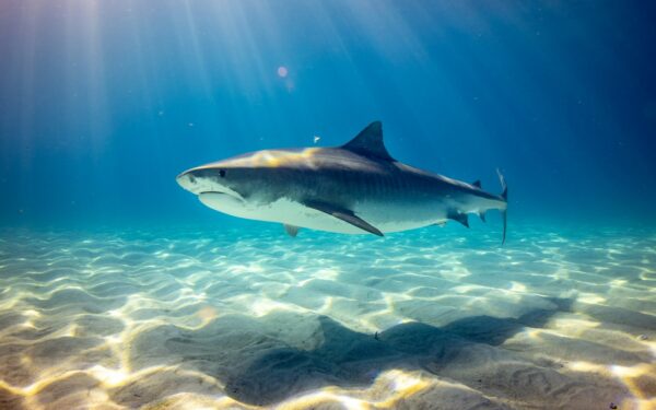 Ancient life beneath the waves: Marine animals with extraordinary lifespans