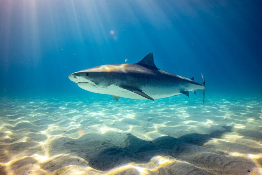 Marine life. Photo by Unsplash.